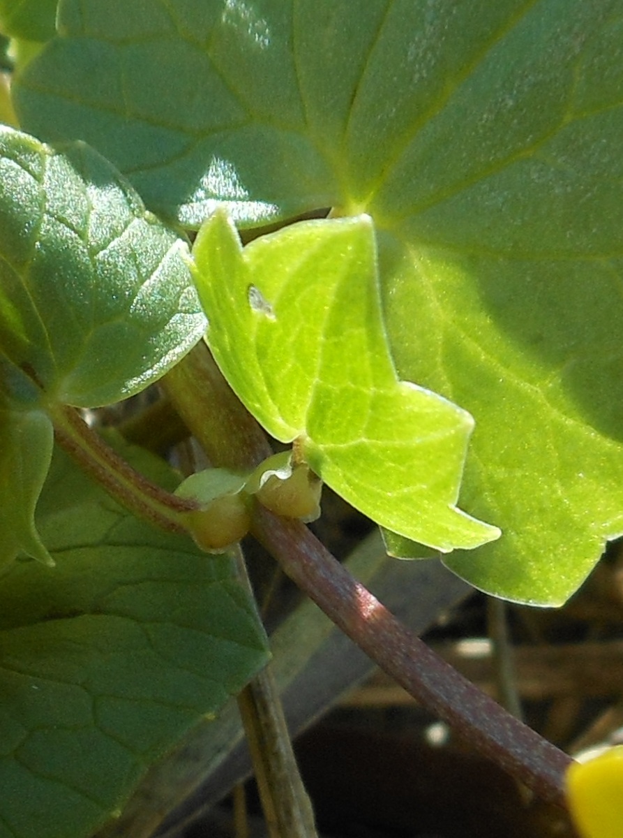 Ficaria verna (=Ranunculus ficaria) subsp. ficariiformis